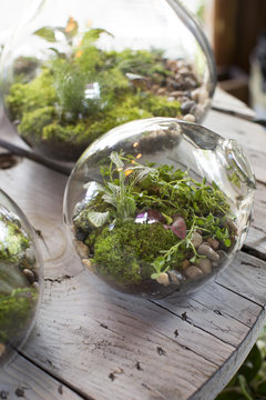 Close-up of glass terrarium with plants