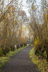 Gravel footpath lined by pollard willows, leading towards a pedestrians bridge in garden with autumn foliage