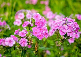 Obraz premium Pink phlox flowers in bright sunny garden