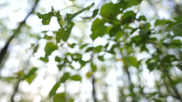  Branches with fresh green leaves moving against blurred forest trees background, Wind blowing vibrant leaves on tree brach