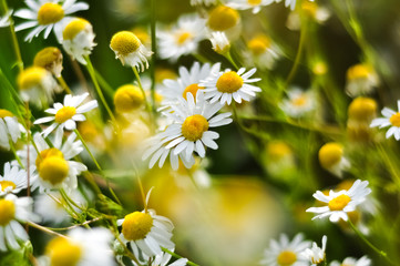 Beautiful blooming chamomile shining in the sunlight. Medical herbs. Spring aroma