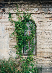 Boarded-up window overgrown with green ivy. Part of the old building with brick wall and window.