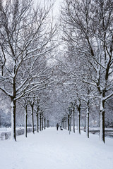 Avenue of trees in the winter.
Beautiful avenue of trees in a winter setting.
In the distance someone walks with his dog, enjoying a beautiful winter day.