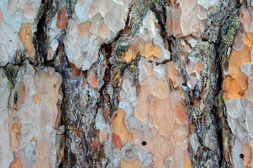 bark tree texture pine wood texture
