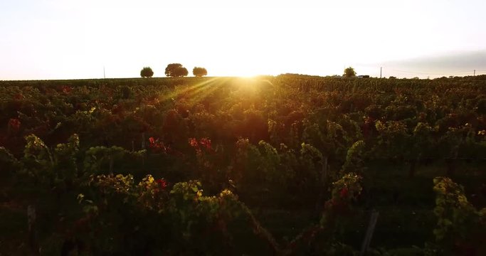 Vignoble Bordelais