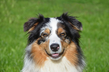 Australian Shepherd