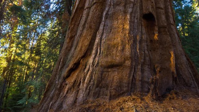 MoCo Timelapse Tracking Shot of Sunlight on Giant Sequoia at Sunset -Tilt Up-