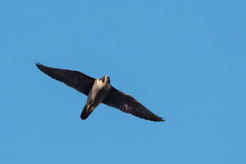 Peregrine Falcon, Falco peregrines