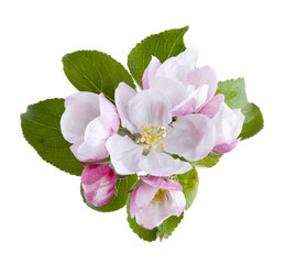 Apfelblüte