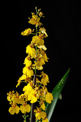 exotic yellow orchids on a black background Cymbidium