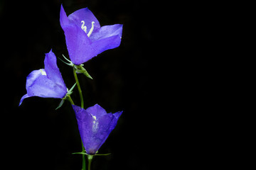 Dewy bluebell flower (Campanula persicifolia)  in the morning. Black background with copy space..