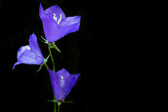 Fototapeta Dewy bluebell flower (Campanula persicifolia)  in the morning. Black background with copy space..