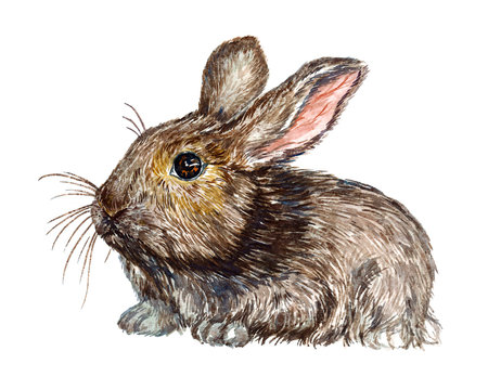 Gray fluffy hare (rabbit) siting, isolated hand painted naturalistic watercolor illustration