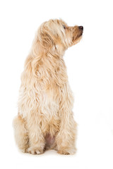 Sitzender Mischlingshund