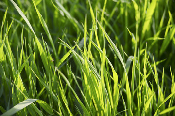 Texture of green grass