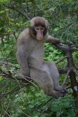 macaque