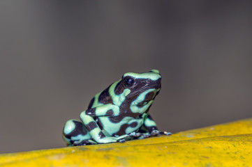 Green and Black Poison Dart Frog