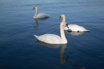 Swans