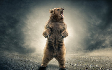 Obraz premium Niedźwiedź