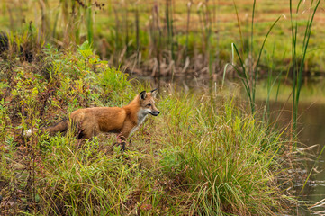 Red Fox (Vulpes vulpes) Looks Right