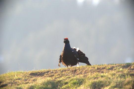 Birkhahn bei der Balz