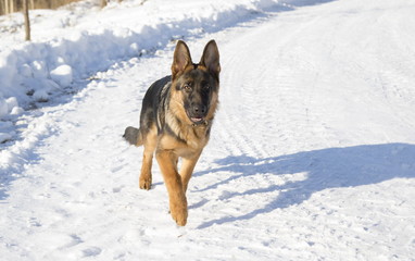 Dog runs in the winter park, selective focus with shallow depth of field.
