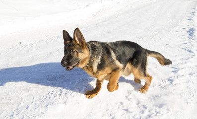 Dog runs in the winter park, selective focus with shallow depth of field.
