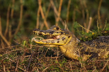 Black caiman cooling down with open mouth, Pantanal, Brazil