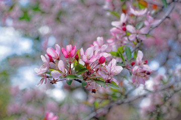 Flowering cherry in the spring of Kiev