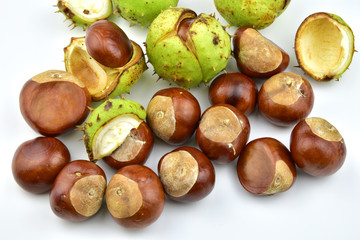  Chesnut burr split open