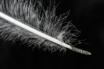 Peacock feather, feather, tail, tail feather,