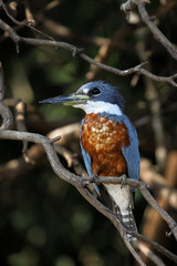 Close up of a Ringed kingfisher sitting on a branch, Pantanal, BrazilPantanal, Brazil