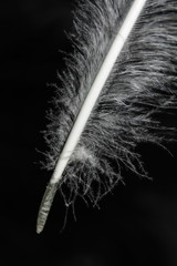 Peacock feather, feather, tail, tail feather,