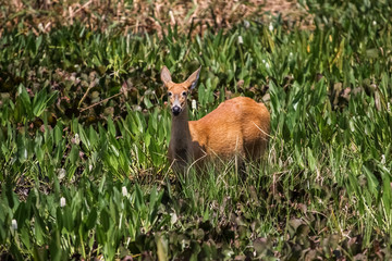 Marsh deer in the swamp, Pantanal, Brazil