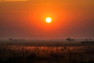 Foggy sunrise Pantanal wetlands, Brazil