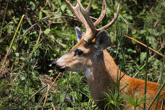 Profile of a Marsh deer male, Pantanal, Brazil