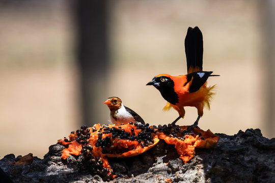 Orange backed troupial and Yellow billed cardinal feeding on a fruit, Pantanal, Brazil