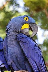 Portrait of an impressive Hyacinth macaw, profilePantanal, Brazil