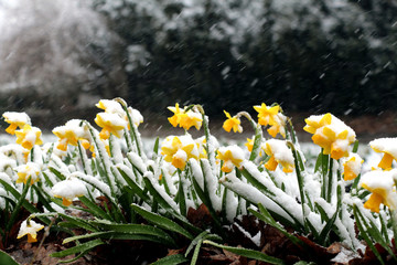 Snowdrops in the early spring and the last snow, Ukraine
