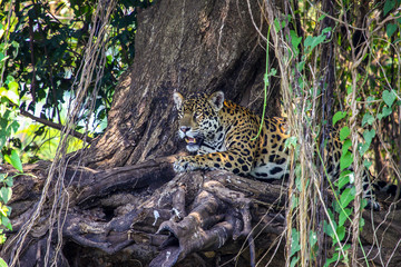 Jaguar resting in the shadow, Pantanal, Brazil