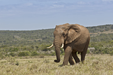 Fototapeta na wymiar African elephant walking in short dry grass
