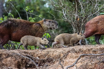 Naklejka na ściany i meble Capybara family walking along the river edge, Pantanal, Brazil