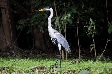 White necked heron standing in the grass, Pantanal, Brazil
