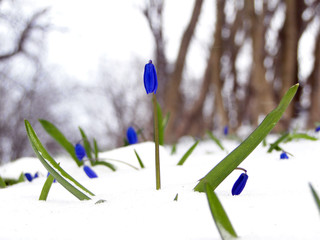 Snowdrops in the early spring and the last snow, Ukraine