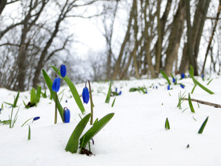Snowdrops in the early spring and the last snow, Ukraine