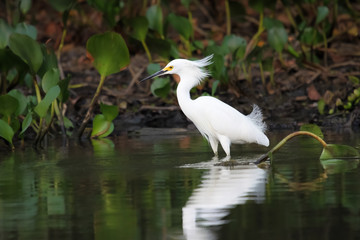 Snowy egret searching for food in the water with reflection, Pantanal, Brazil