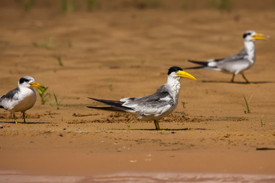 Yellow billed terns walking along the riverbank, Pantanal, Brazil