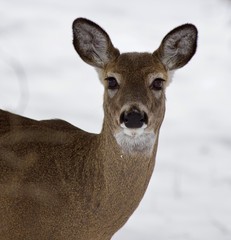 Beautiful portrait of a wild deer in the snowy forest