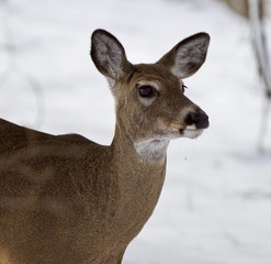 Beautiful portrait of a wild deer in the snowy forest