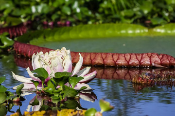 Victoria Amazonica, water lilies, Pantanal, Brazil